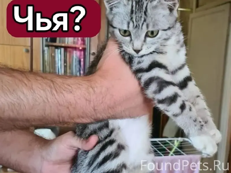 Найден котёнок-девочка, Ворошилова 2а