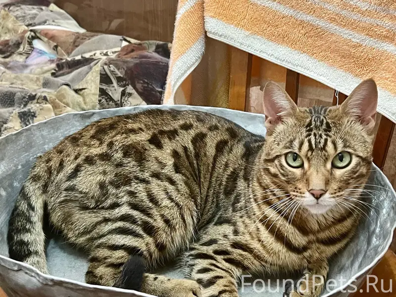 Пропал кот