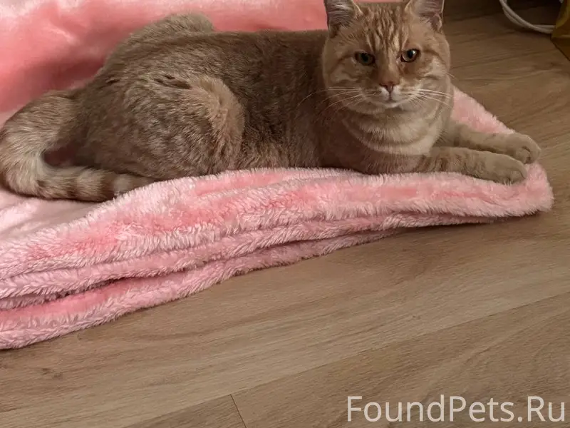 Пропал кот Мартин 
