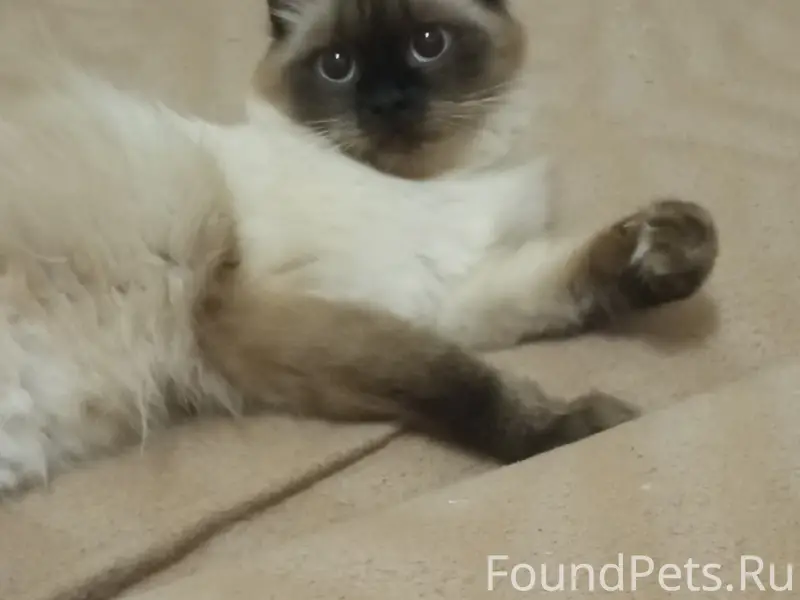 Пропала кошка, район Шлаково