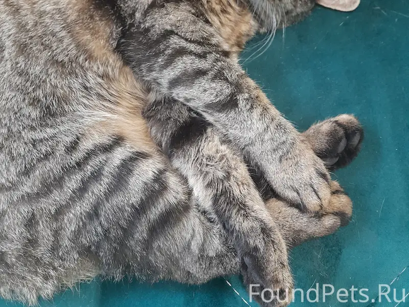 Найдена кошка, улица Коммунистическая