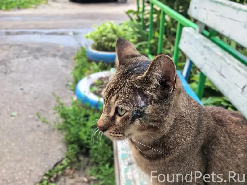 Найдена абиссинская кошка, район ул. Урицкого