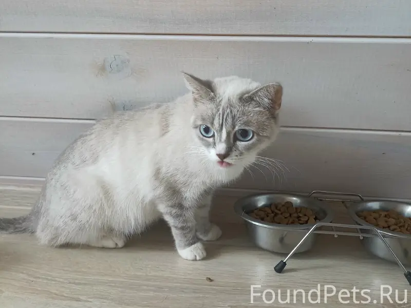 Найдена кошка, район Меланжевого комбината