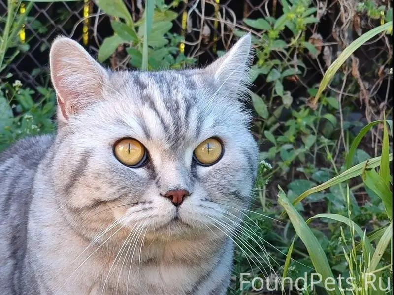 Пропал кот, частный сектор