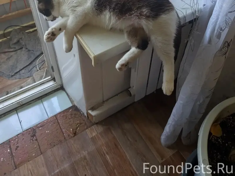Пропала кошка Мотя, ул. Ленина