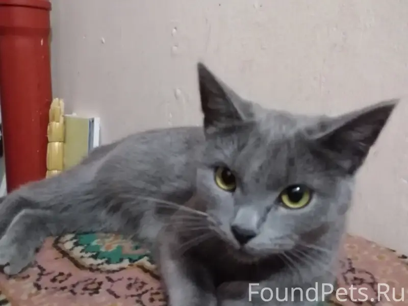 Найдена молодая кошка, район Металлистов