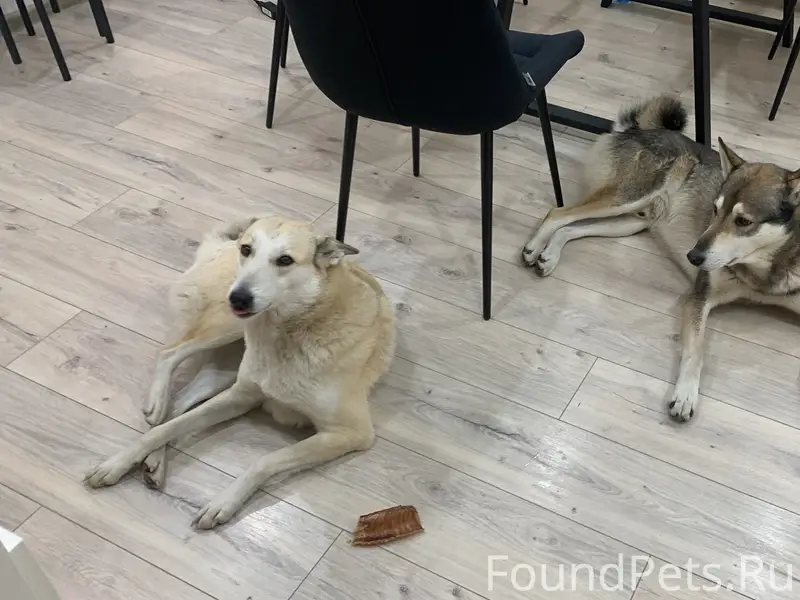 Пропали собаки, с. Чернопятово