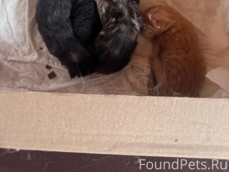 Найдена кошка с котятами, лес