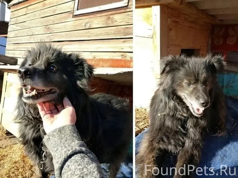 Пропал пёс Жульен, Омск, Порт-Артур