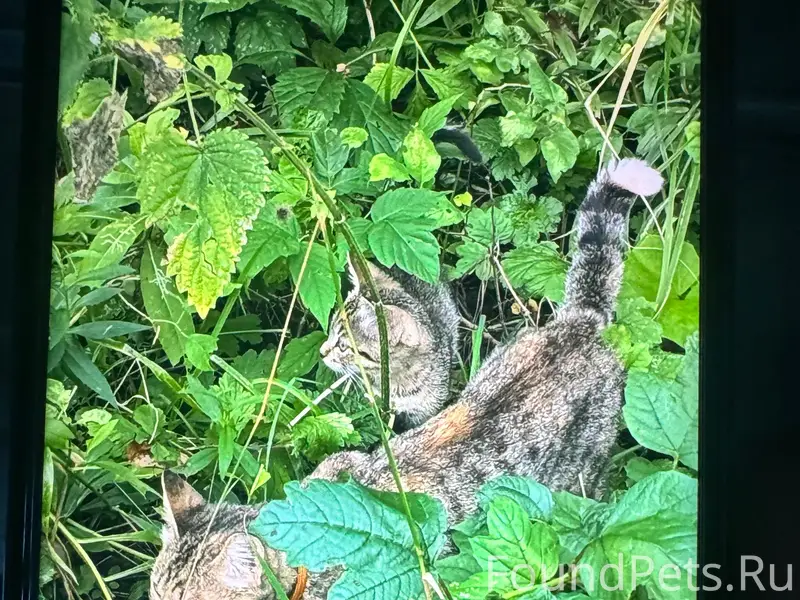 Найдена кошка с котёнком, СНТ