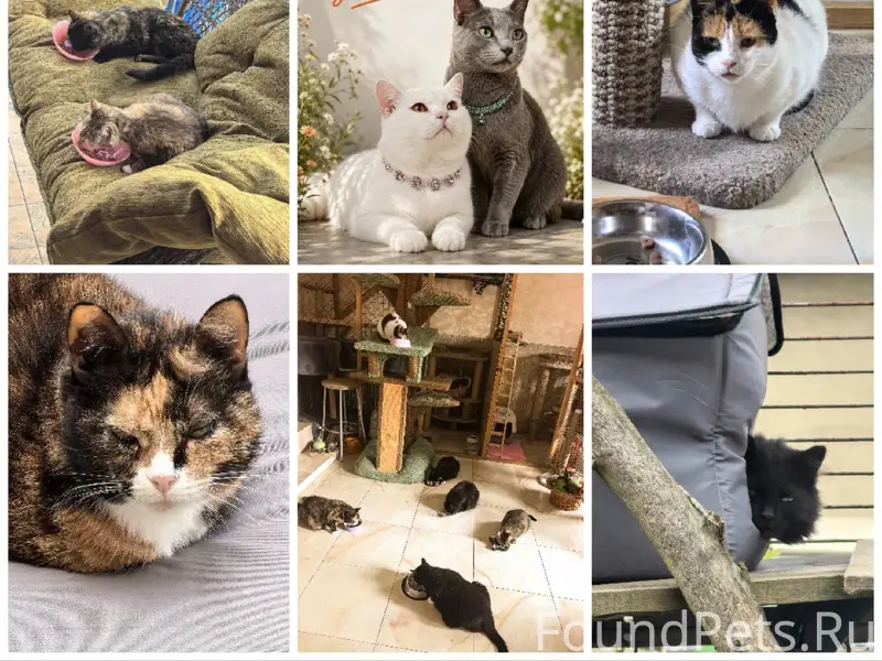 Найден домашний котик, Санкт-Петербург