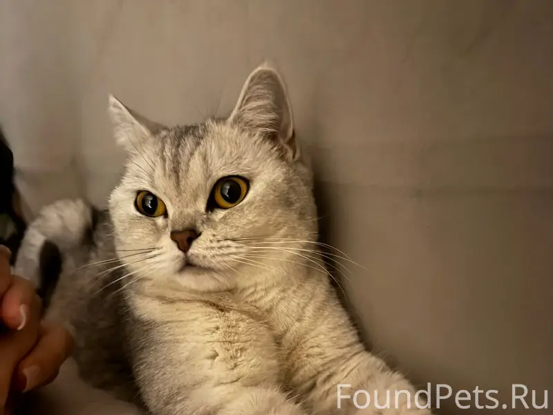 Пропала кошка, д. Вершина Восход