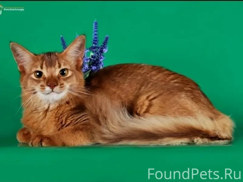 Пропала кошка сомали, Сестрорецк