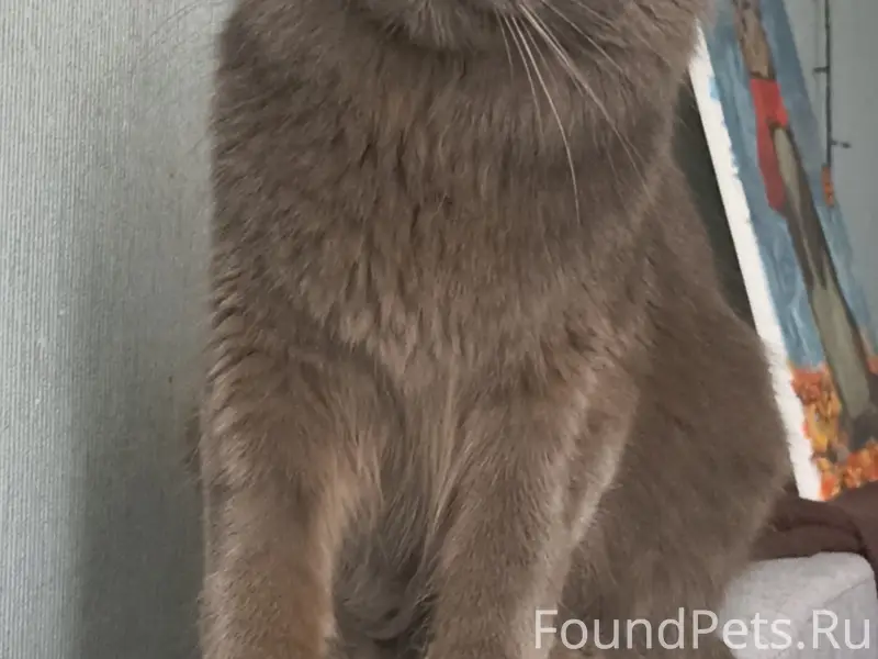Потерялась кошка 