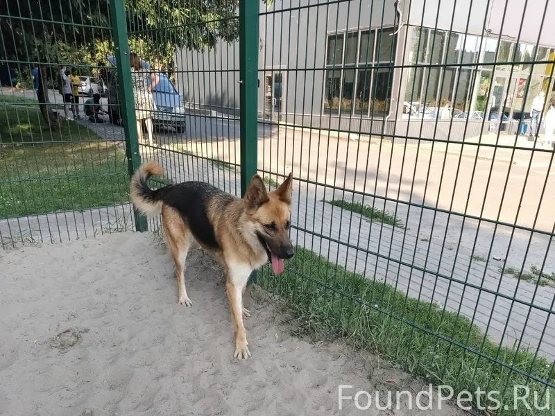 Найден тип собака, район парка Полет