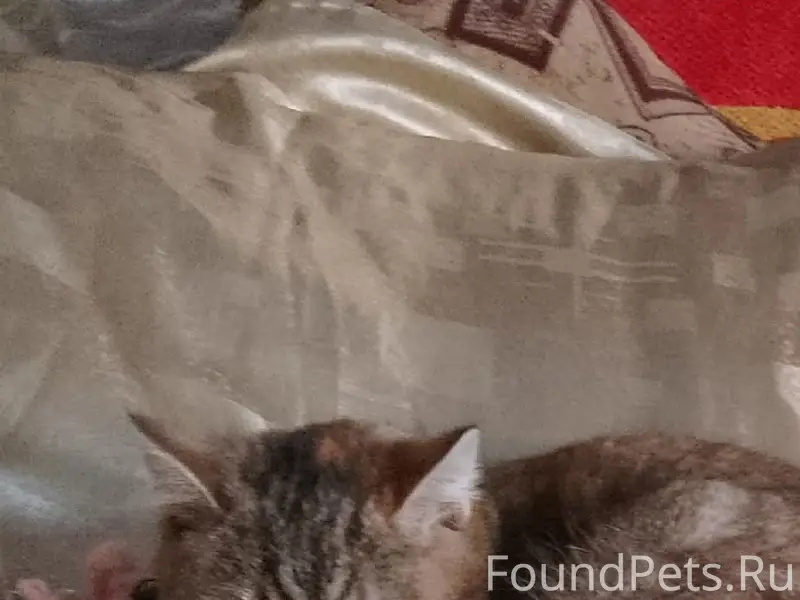 Пропала кошка, Котельнич 2