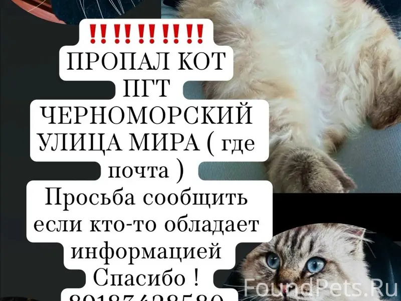 Пропал кот, без ошейника