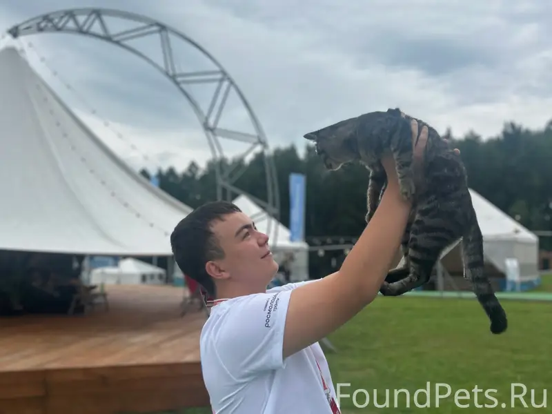 Найден кот, локация «Колокольчик»