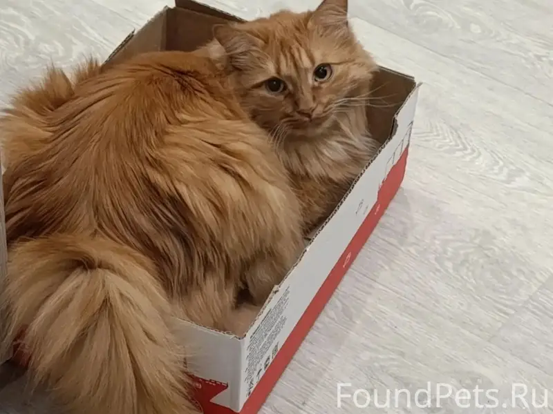 Пропал кот, район ул. Почтовой