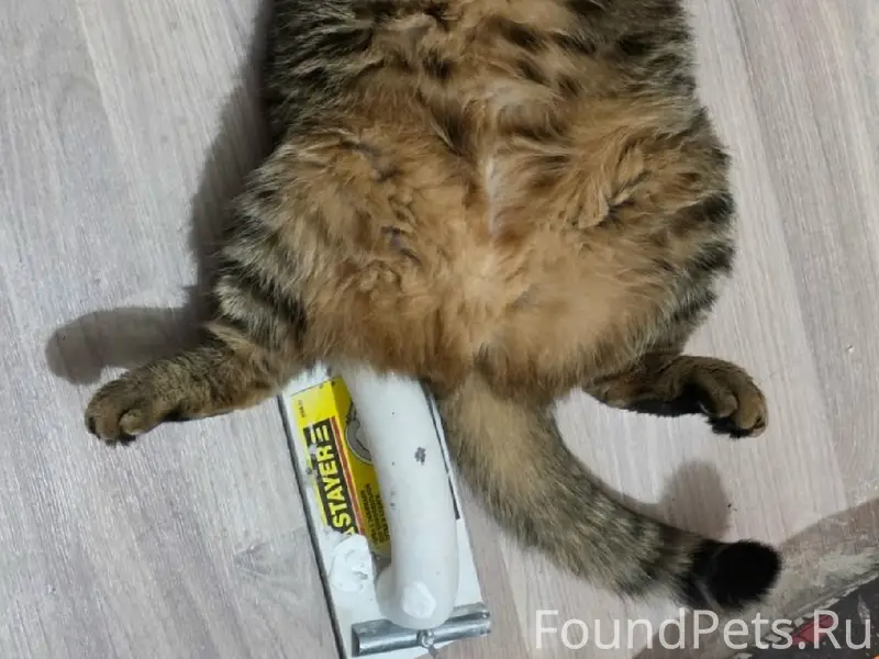 Пропала кошка Бася, 6 мкр 1 д