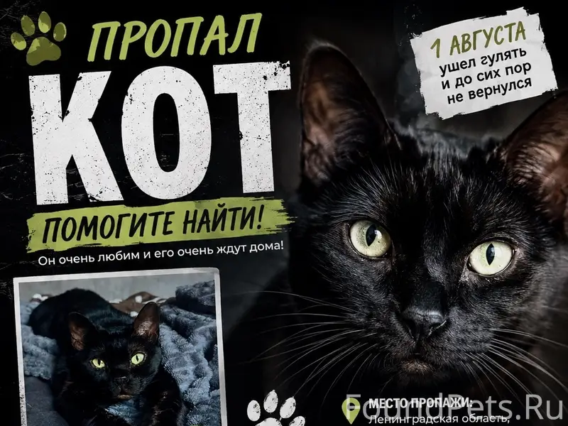 Пропал чёрный кот, Саблино и Ленинградская область