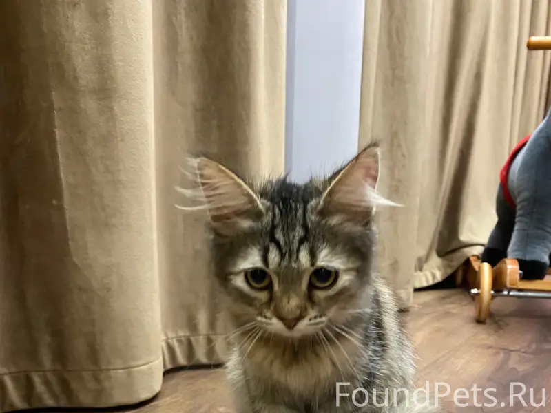 Найден котёнок, ул. Герцена