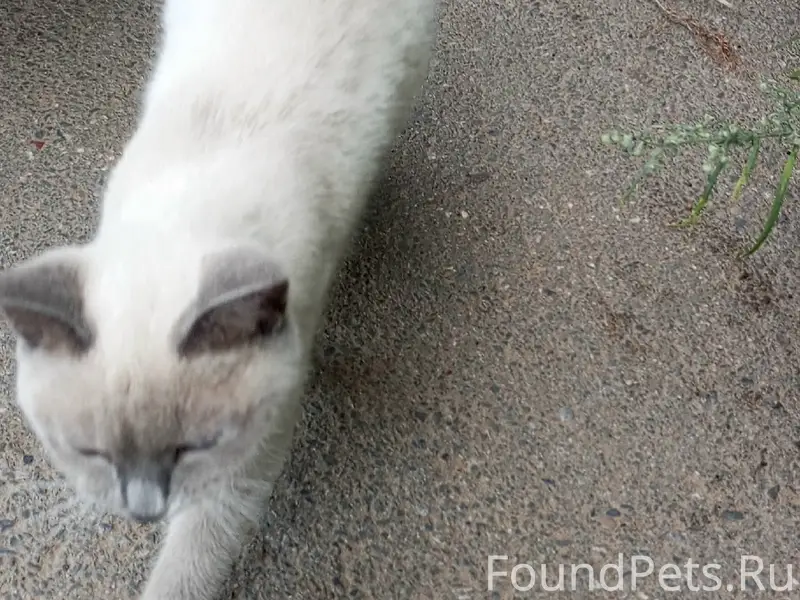 Пропала сиамская кошка, ул. Школьная