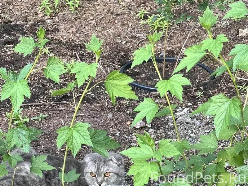 Пропал кот
