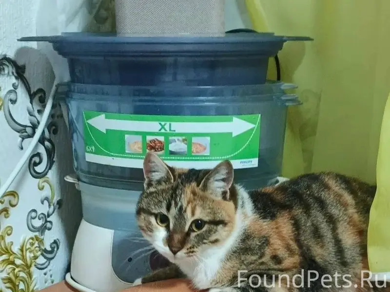 Пропала кошка, в районе центра