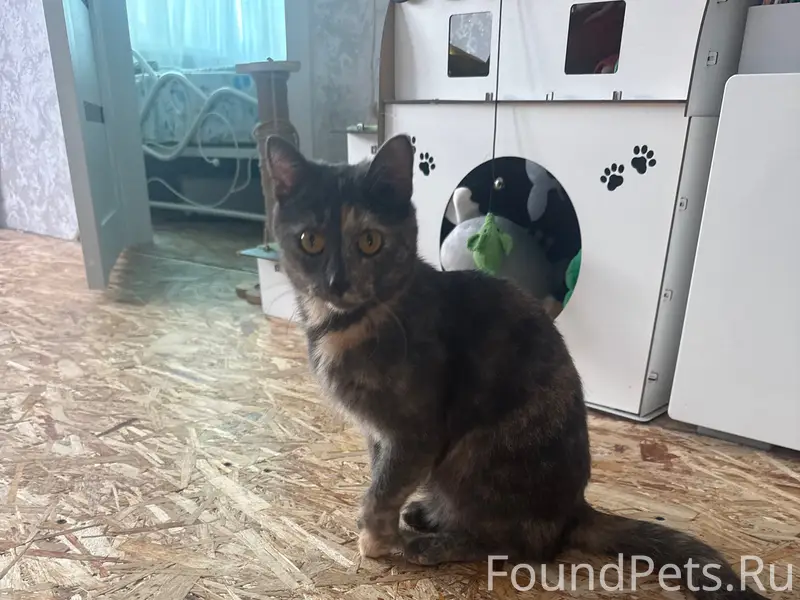 Пропала кошка Мия, Ломоносова 78