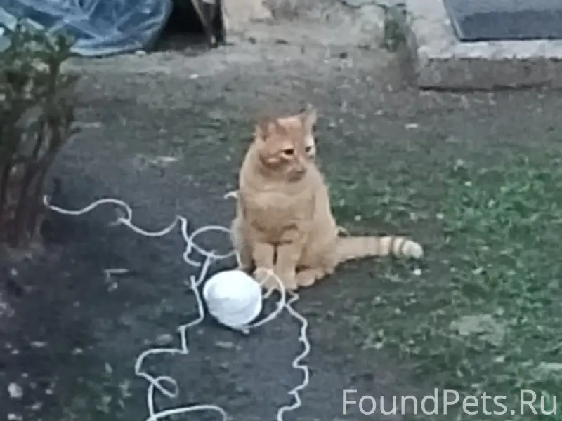 Пропал кот, район пойменная, д поликлиника