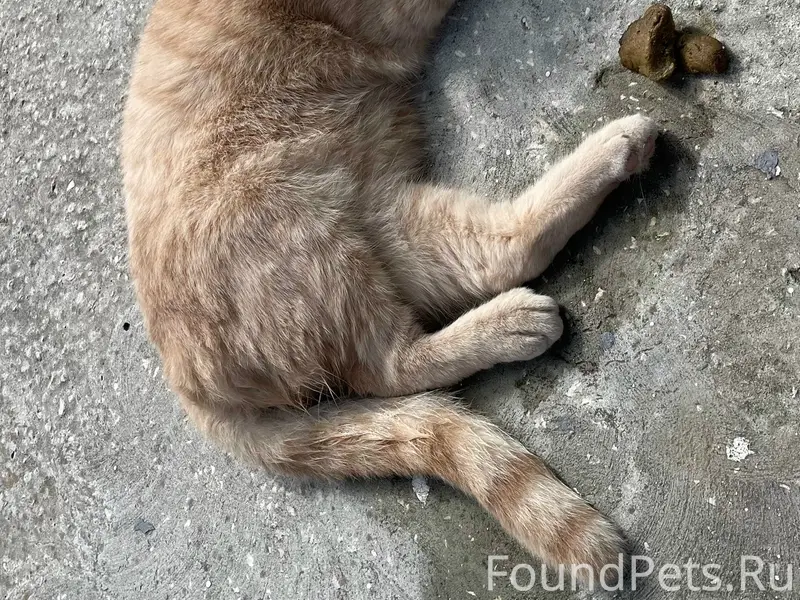 Найдена кошка, Грибачева 5