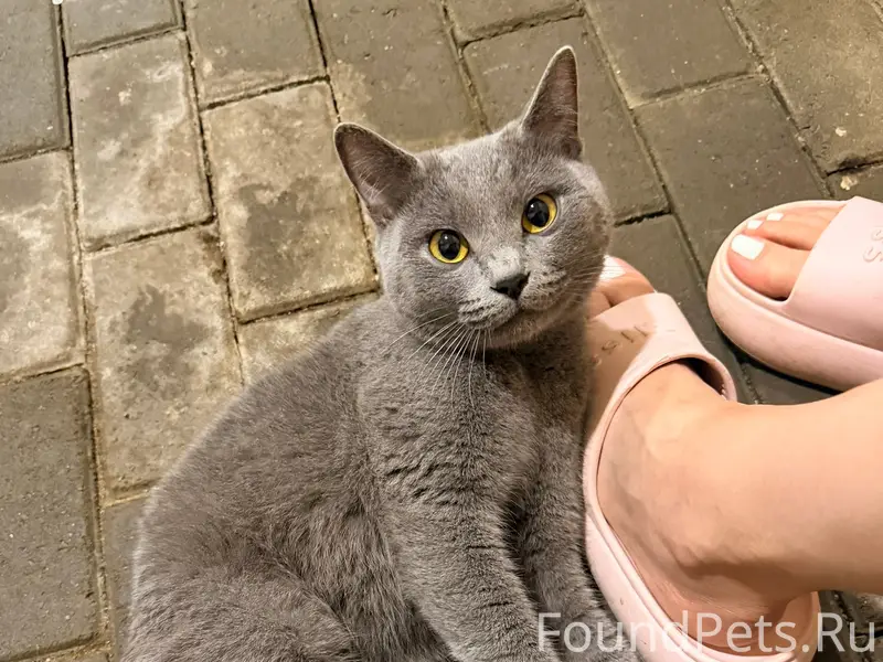 Найдена кошка, район ул. Изюмской/Чечерский пр.