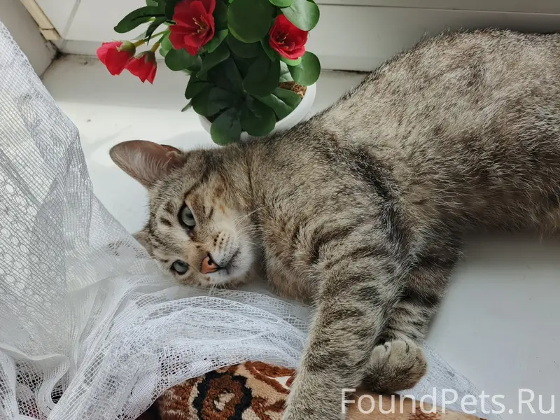 Пропал кот Кузя, серого окраса, без хвоста