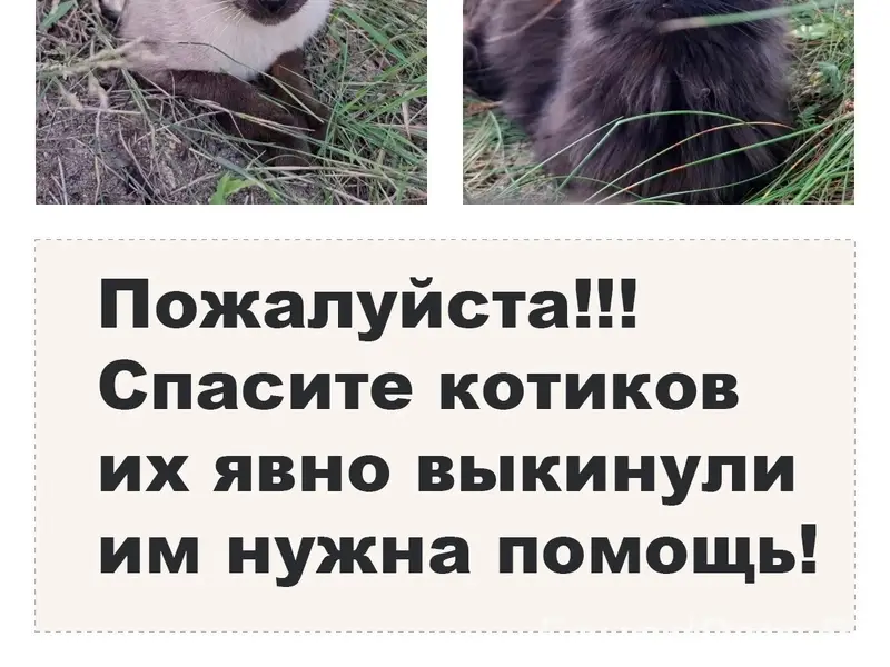 Найдены ласковые коты, сиамский и чёрный