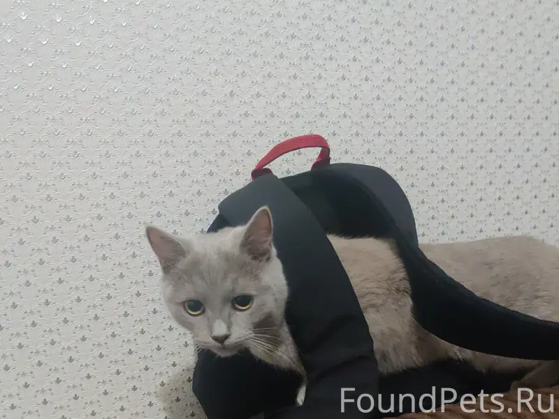 Пропала кошка Лиса, Коломенский район