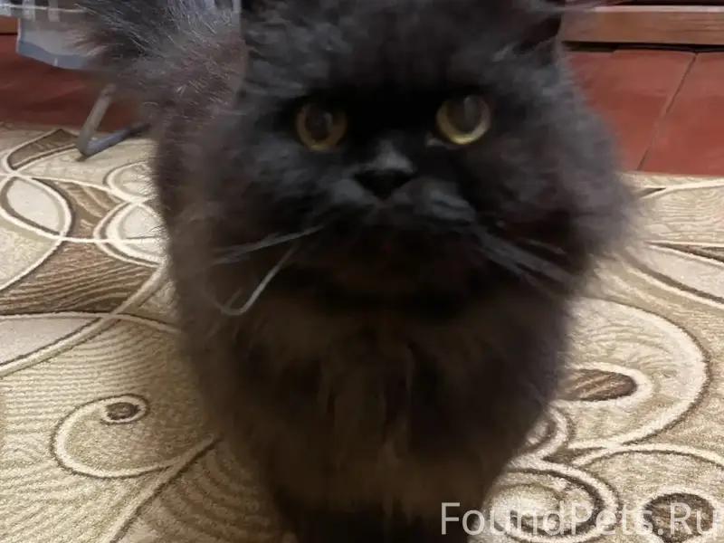 Найдена кошка, место не указано
