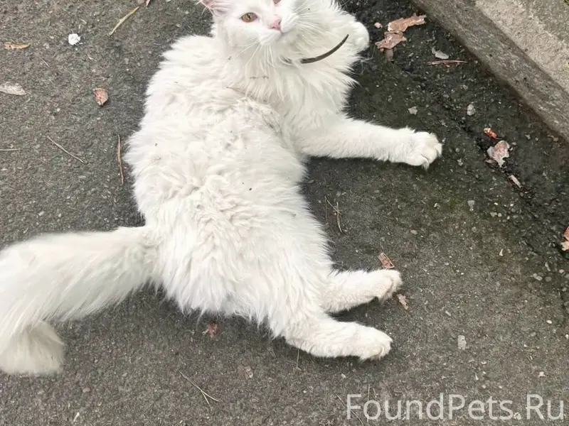 Найдена кошка мейнкун, без клички