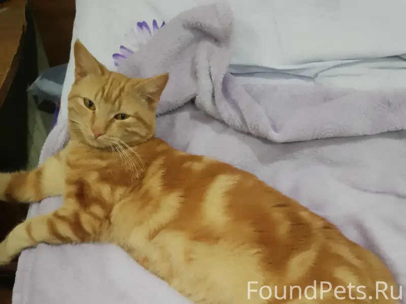 Пропал кот