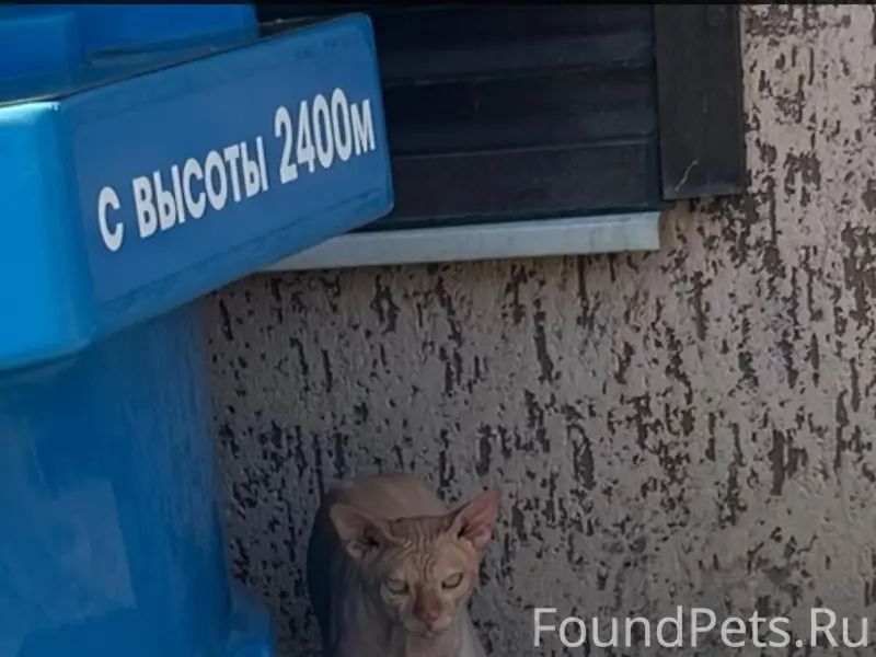 Найден кот, улица Красная