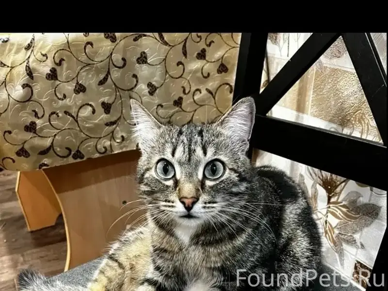 Пропал кот Мурзик, район улицы Чайковского