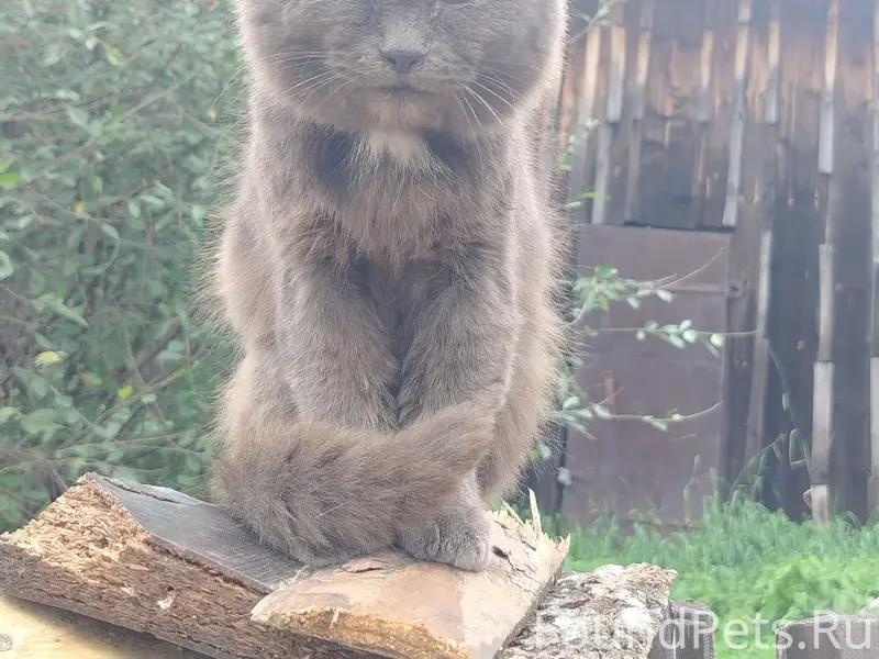 Найден кот, Войлочная Заимка
