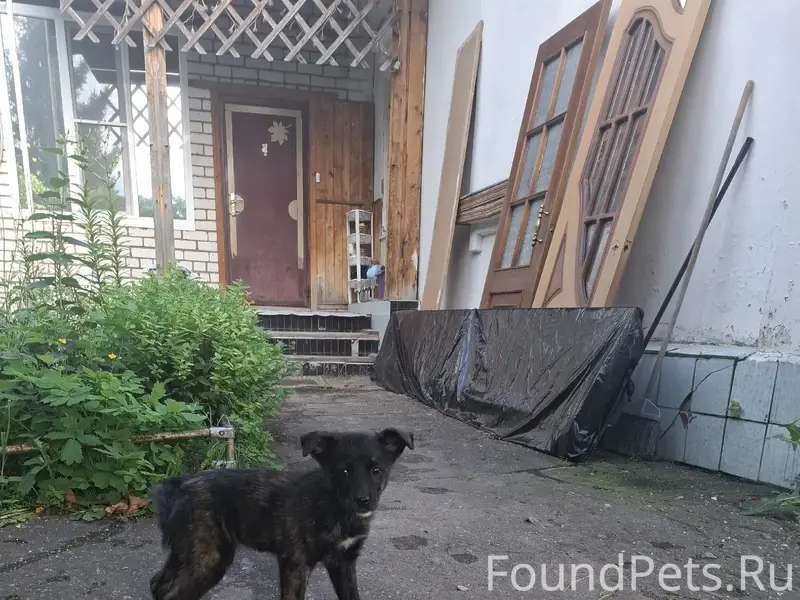 Найден щенок, улица Постышева (Автозавод)