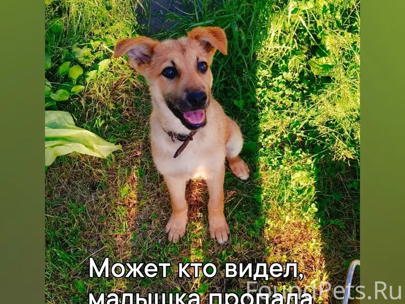 Пропала девочка-щенок, ул. Горького, г. Малоярославец