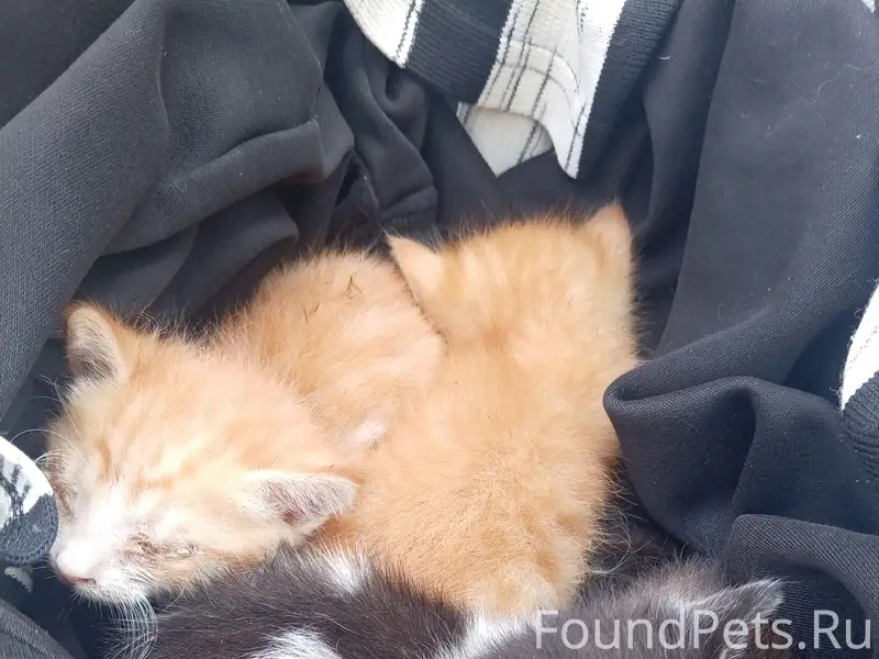 Найдены котята, Ногинск
