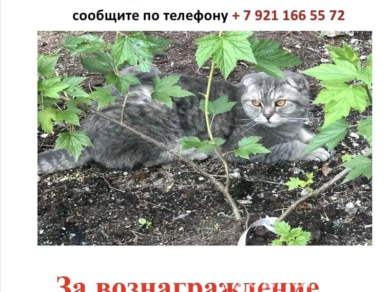 Пропал кот Марсик