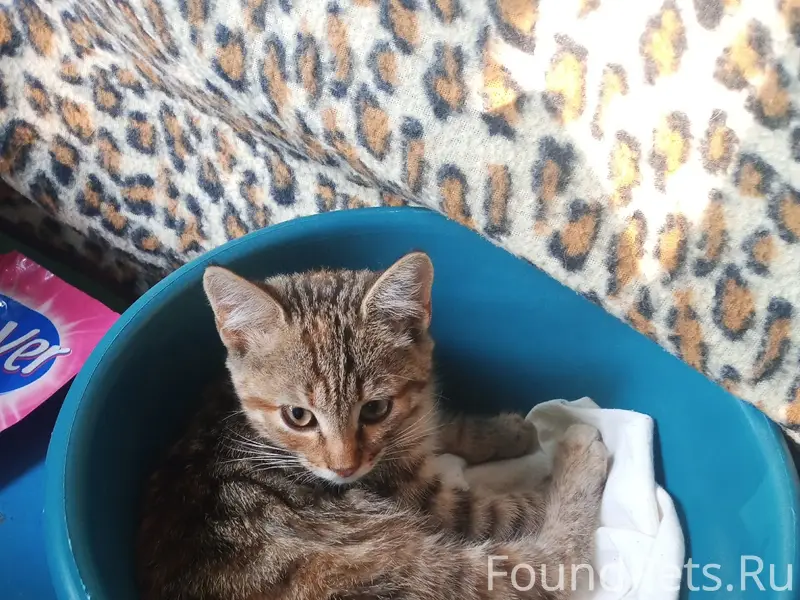 Найдена кошка, деревня Кривоборье