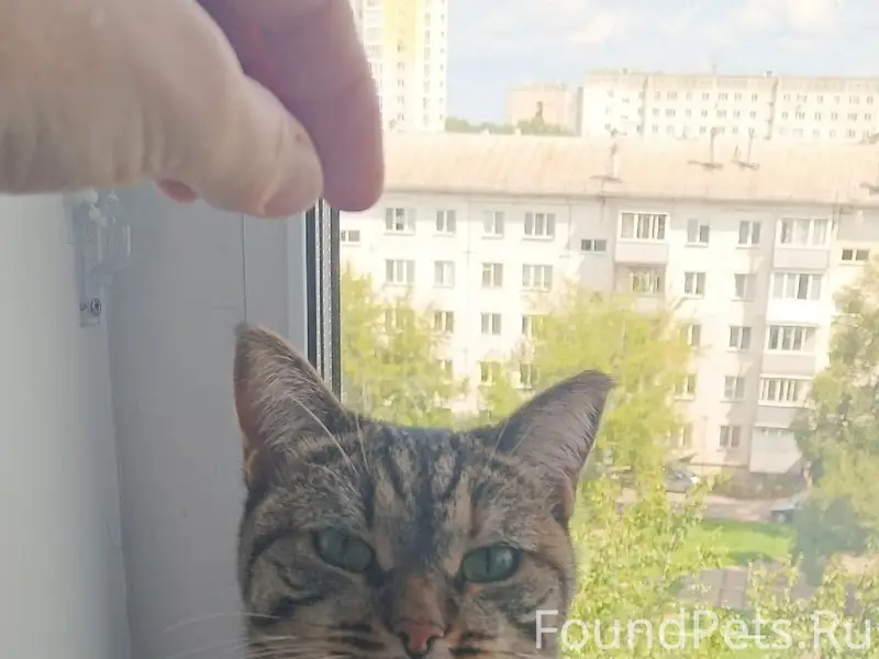 Найден кот, дом 9 Пятилетки-19