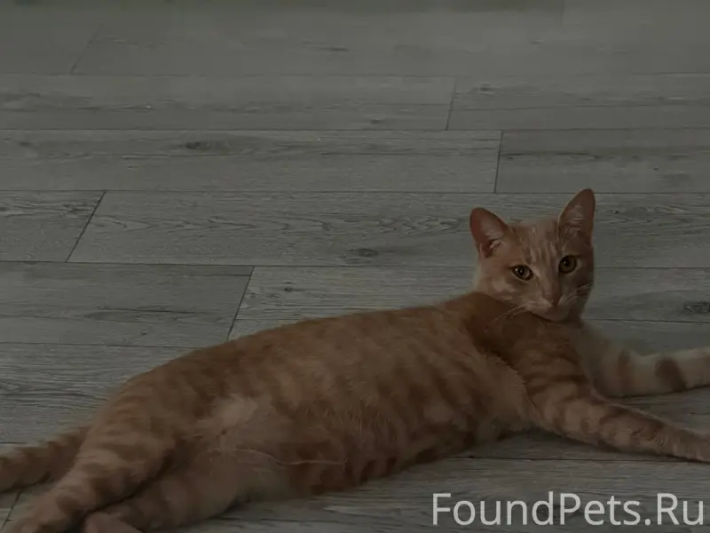 Пропал рыжий кот Лой, ул. Свободы