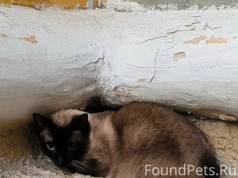 Найдена кошка, Ленина 16/1